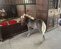 near-white-mane-tail-horse