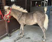 silb-near-white-mane-tail-horse