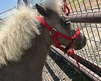 silb-miniature-filly