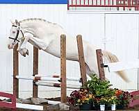 cremello-flashy-pony