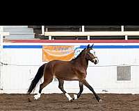 bay-blazestripe-3-socks-horse
