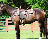 all-around-percheron-horse