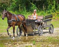 athletic-percheron-horse