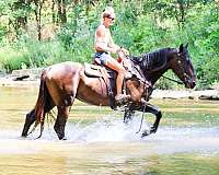 beginner-percheron-horse