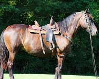 show-experi-percheron-horse