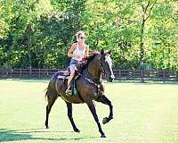all-around-percheron-horse