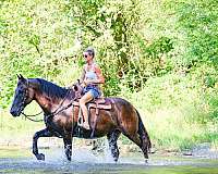 athletic-percheron-horse