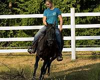 black-white-rear-socks-horse