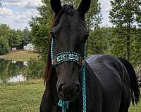 cross-friesian-horse