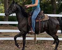 dressage-friesian-horse