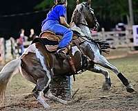 all-around-quarter-horse