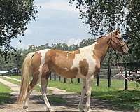 athletic-quarter-horse
