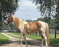 pinto-double-dilute-horse