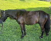 beginner-miniature-horse