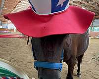 companion-miniature-horse