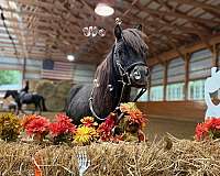 dishy-miniature-horse