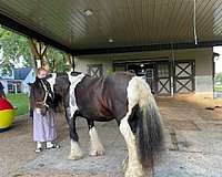 driving-gypsy-vanner-horse