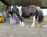kid-safe-gypsy-vanner-horse