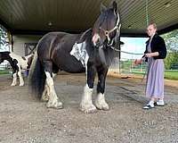 mostly-black-with-some-white-horse