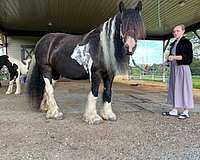 piebald-mostly-black-with-some-white-horse