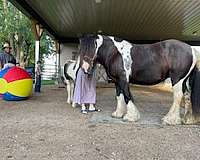ridden-western-gypsy-vanner-horse