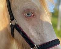 cremello-white-horse