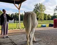 cremello-tobiano-driving-horse