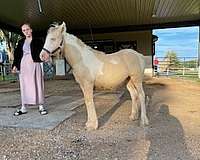 cremello-tobiano-foundation-horse