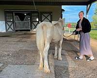 cremello-tobiano-halter-horse