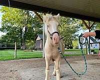 cremello-tobiano-gypsy-vanner-filly