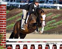 beginner-welsh-pony