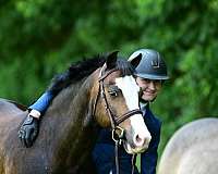 equitation-welsh-pony