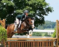 experienced-welsh-pony