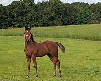 agile-filly