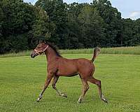 comet-filly