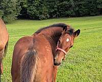 finished-barrel-filly
