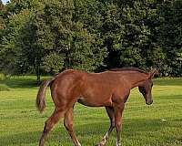 finished-cutting-filly
