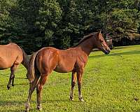 finished-ranch-filly