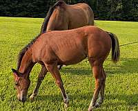 finished-reiner-filly