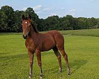 finished-reining-filly