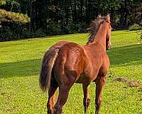 friendly-filly
