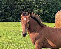 good-all-around-filly