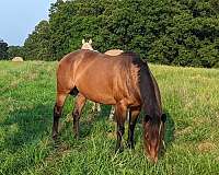 made-filly