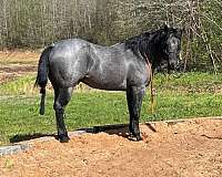 reiner-filly