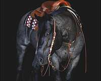 spunky-filly