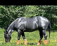 trail-prospect-filly
