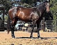warmblood-gelding
