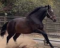 warmblood-horse-for-sale
