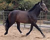 warmblood-horse