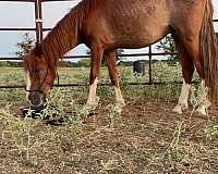 red-roan-yearling